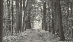 All in White 1 42 бр. х 59.8x29.8 - онлайн магазин за обзавеждане за бани KERANOVA, черно-бял пътека в гората